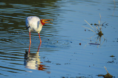 Bird perching on lake