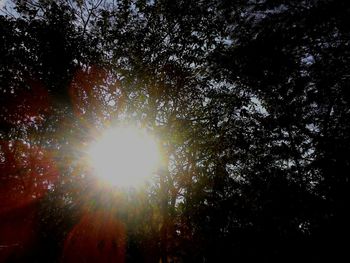 Low angle view of trees against sky