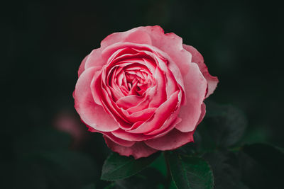 Close-up of pink rose