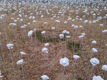 White flowers growing on field