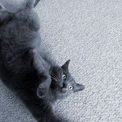 High angle portrait of cat sitting