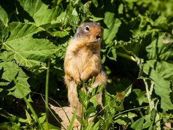 Close-up of an animal