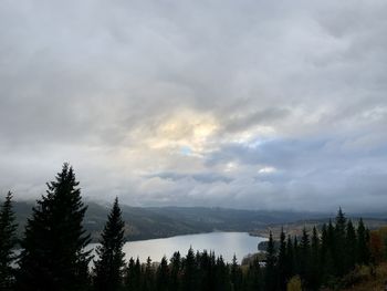 Panoramic view of pine trees against sky