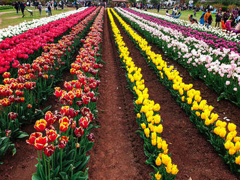 Scenic view of multi colored tulip flowers