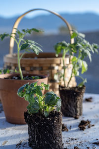 Table top view of gardening or potting bench with young tomato plants, clay pot, garden basket