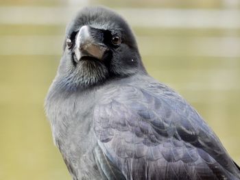 Close-up of a raven