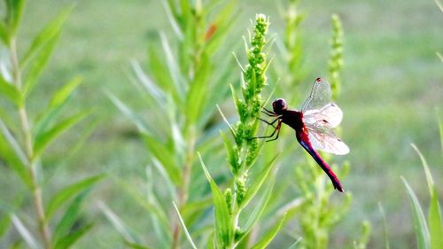 Close-up of insect on flower