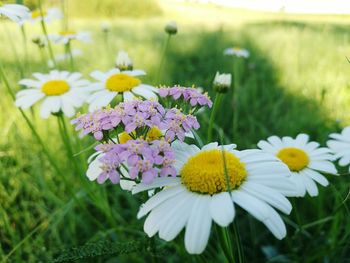 Detail shot of flowers