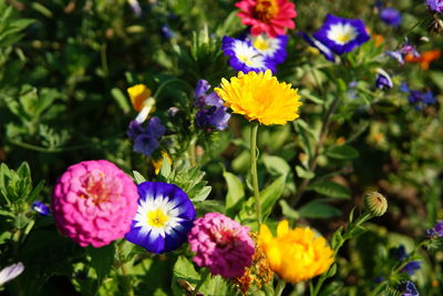 Close-up of fresh purple flowers in park