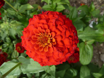 Close-up of red rose flower