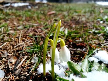 Close-up of white crocus in field