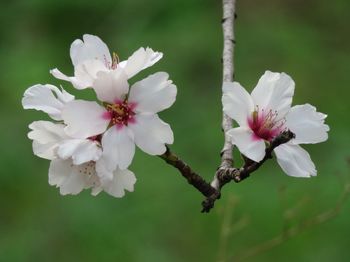 Close-up of cherry blossoms in spring