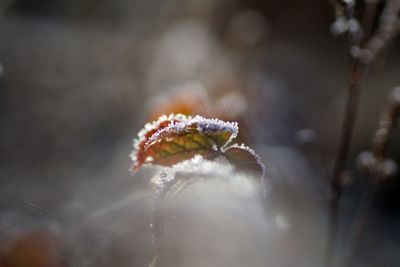 Close-up of frost on plant