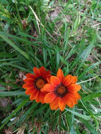 Close-up of orange flowers blooming outdoors