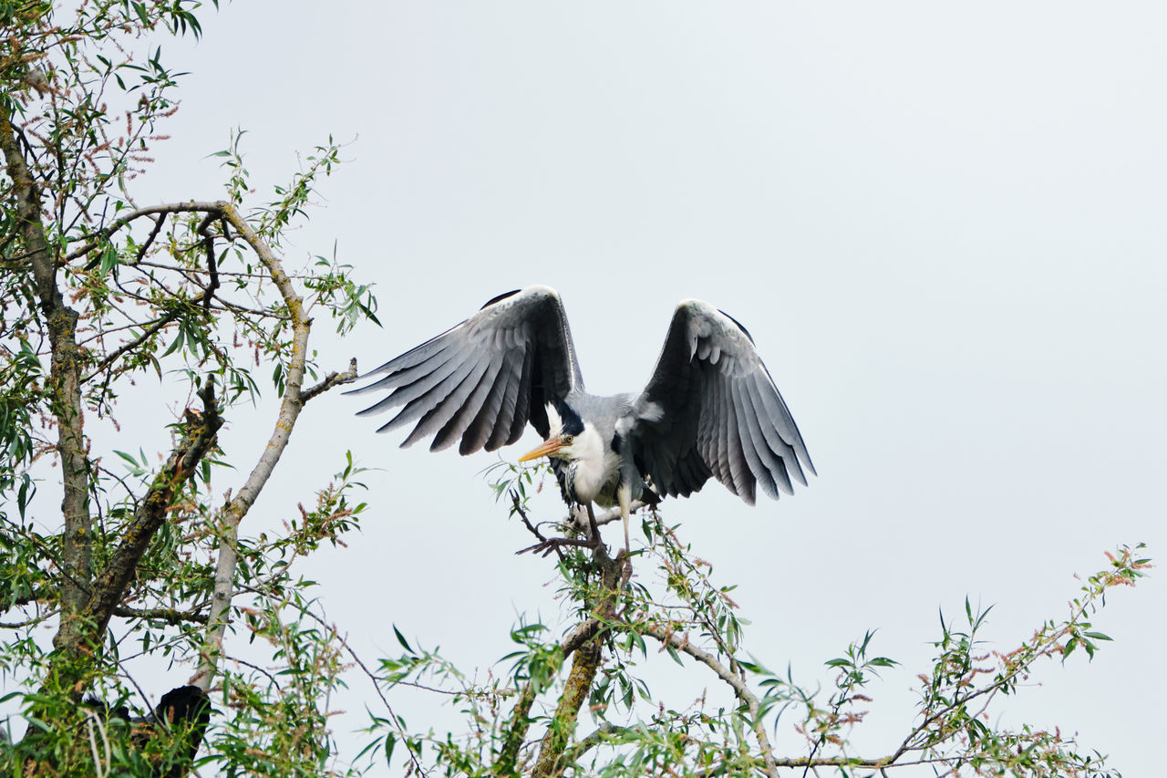 LOW ANGLE VIEW OF BIRDS FLYING AGAINST SKY