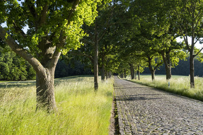 Trees growing on field in park