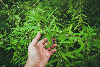 Close-up of hand touching plant at park