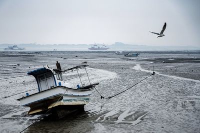 Seagull flying above sea