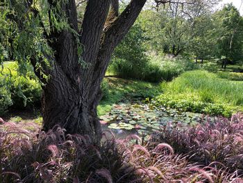 Trees in park