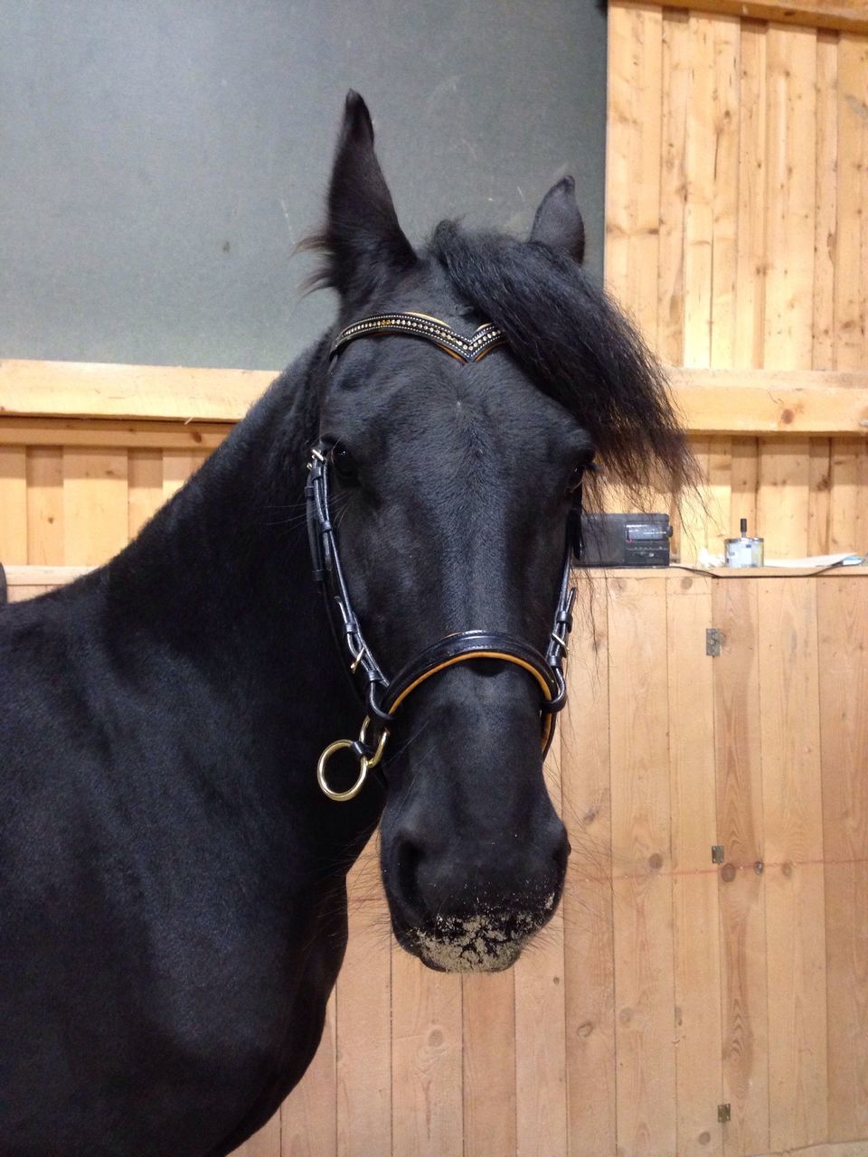 horse, domestic animals, animal themes, one animal, bridle, mammal, working animal, black color, day, no people, close-up, outdoors