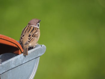 Close-up of bird perching on a metal