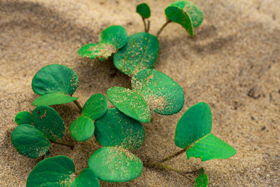 High angle view of potted plant on field