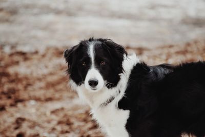 Close-up portrait of dog