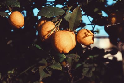 Close-up of fruits growing on tree