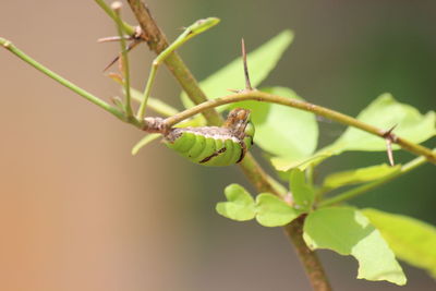 Close-up of insect on plant