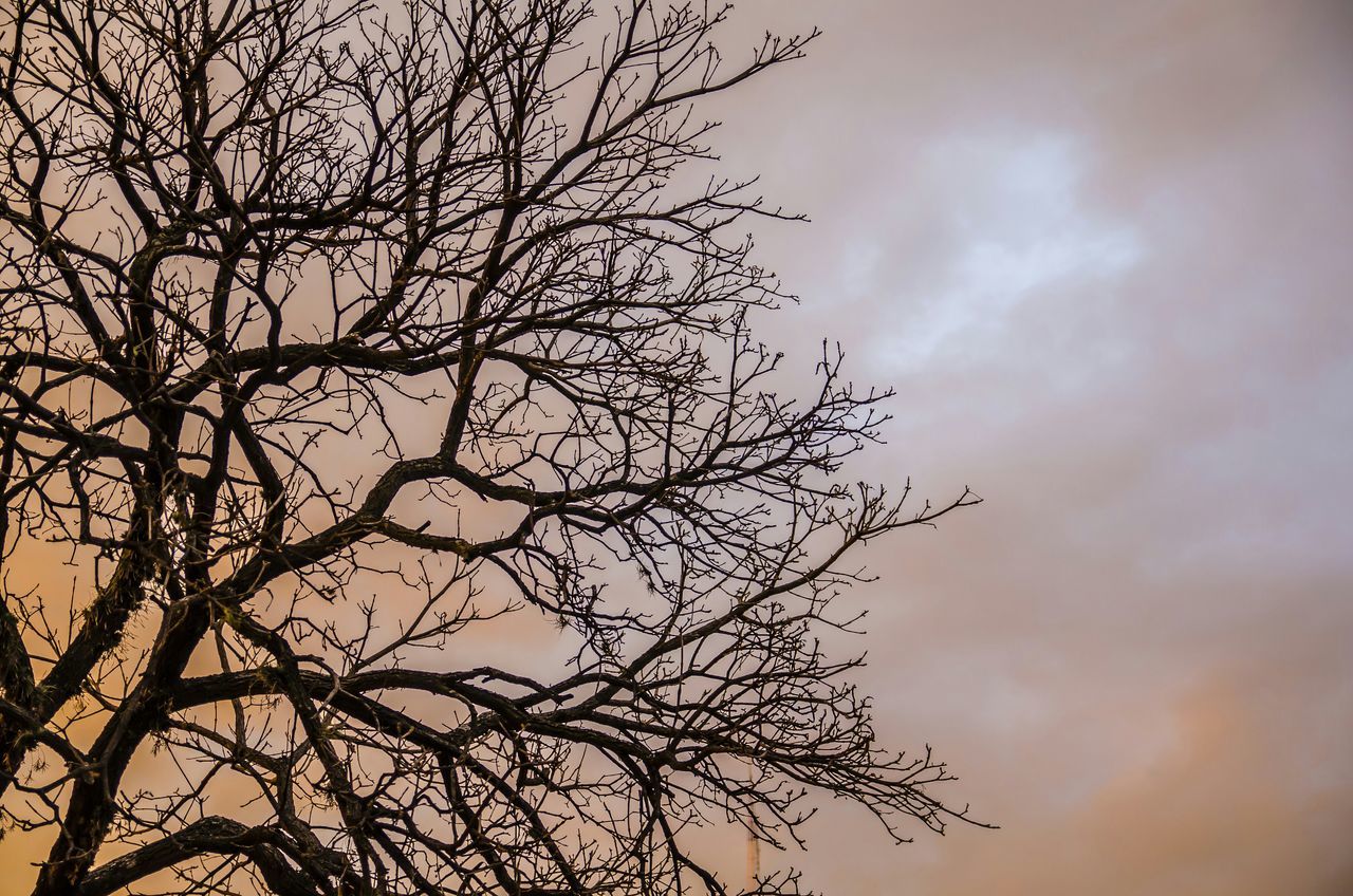 branch, bare tree, tree, low angle view, sky, silhouette, nature, growth, beauty in nature, tranquility, cloud - sky, twig, outdoors, dusk, no people, scenics, day, cloudy, sunset, focus on foreground