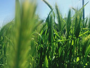 Close-up of crops growing on field against sky