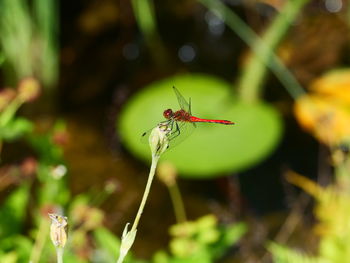 Ruddy darter - blutrote heidelibelle . sympetrum sanguineum .male