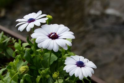 Close-up of daisy flowers