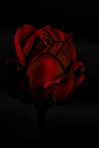 Close-up of rose against black background