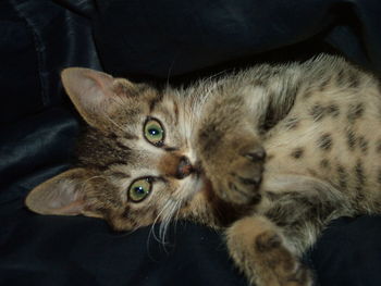 Close-up portrait of kitten sitting at home