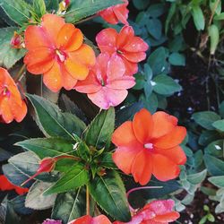 Close-up of flowers blooming in park