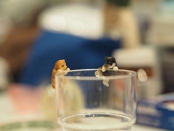 Close-up of drink on glass table