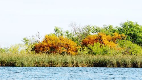 Scenic view of lake in forest against clear sky