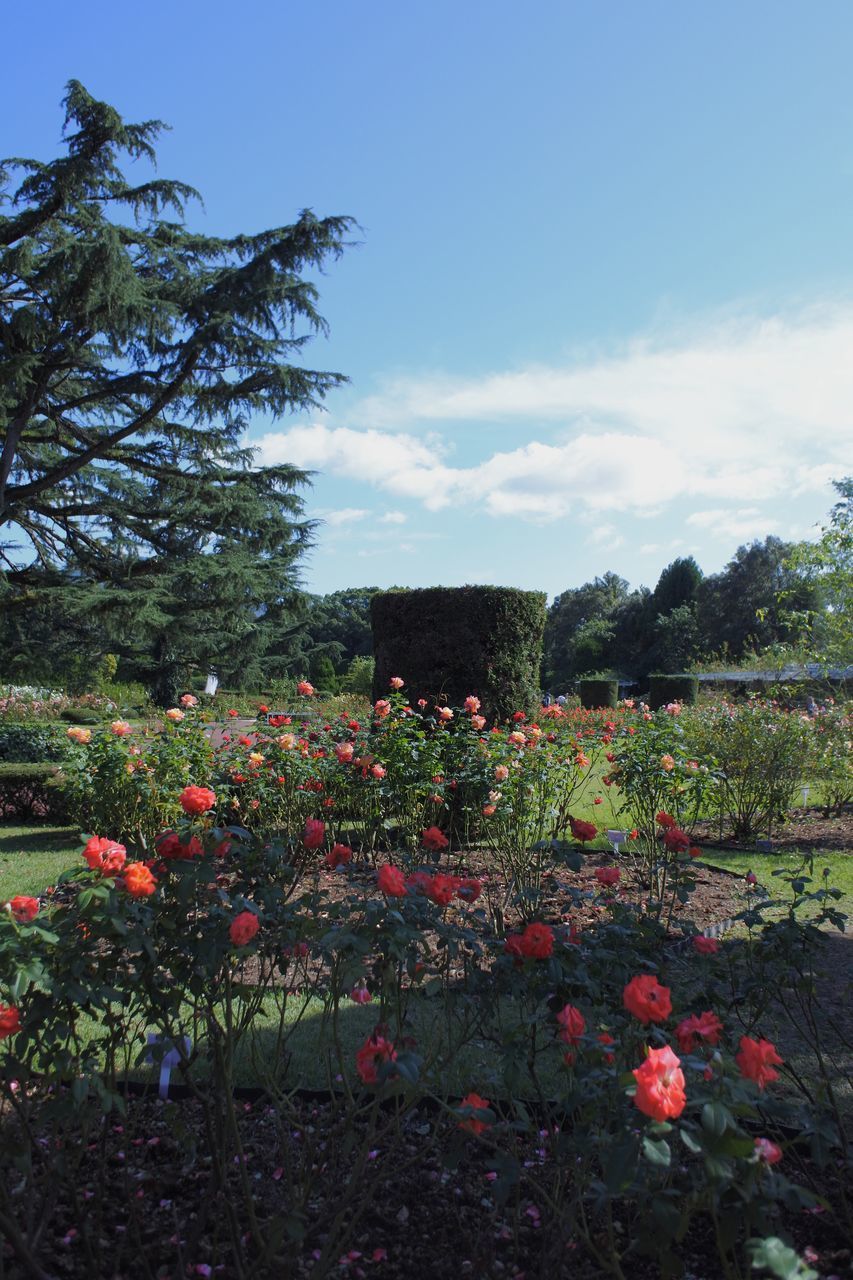 SCENIC VIEW OF FLOWERING PLANTS AGAINST SKY