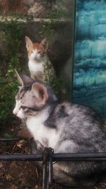 Cat sitting on a window