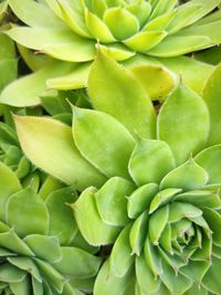 Full frame shot of succulent plant