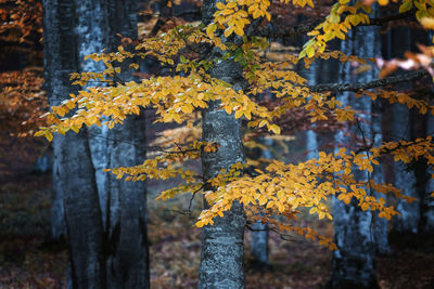 Close-up of yellow flowering plants during autumn