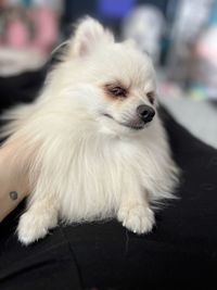 pet