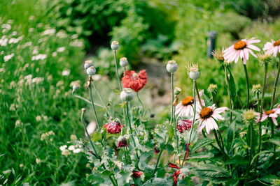 Close-up of flowering plants on field