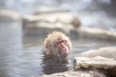 Monkey looking away
