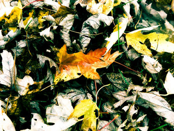 Close-up of maple leaves