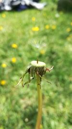 Close-up of dandelion on field