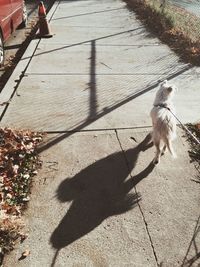 High angle view of dog on footpath