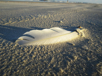 Close-up of crab on sand