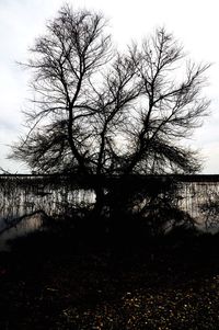 Close-up of silhouette tree against sky